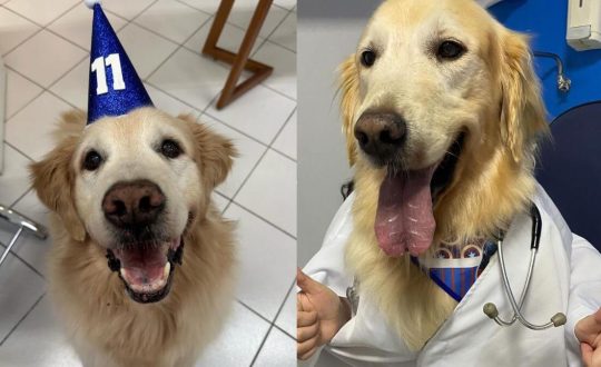 Golden blogueiro morre aos 11 anos 4 Visor Notícias