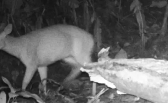 imagem mostra veado extinto que apareceu em SC