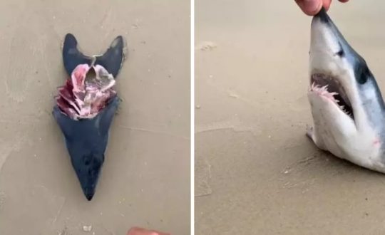 Turista encontra cabeça de tubarão mais rápido do mundo em praia de SC 1 Imagem do WhatsApp de 2023 11 12 as 20.27.26 28cfc2cf Visor Notícias