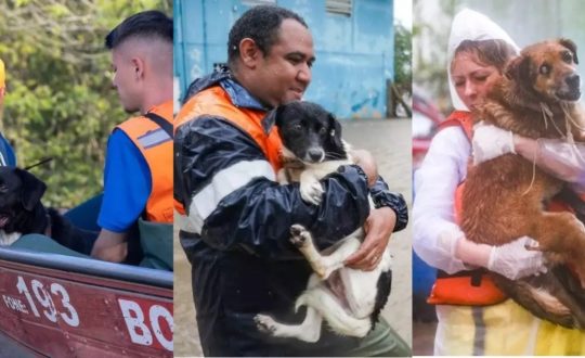 Emocionante: Animais são salvos durante enchente histórica no RS 1 Imagem do WhatsApp de 2023 11 23 as 11.10.26 ef499a54 Visor Notícias