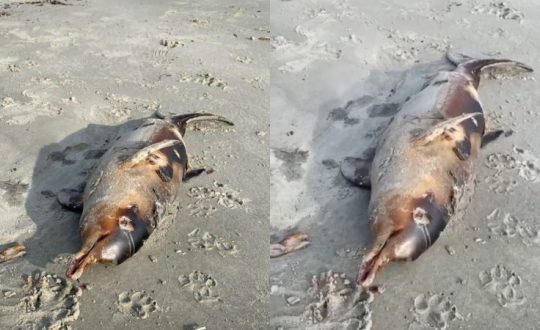 Toninha morta é encontrada na Praia Central de Balneário Camboriú 1 Imagem do WhatsApp de 2023 11 24 as 10.26.34 fedea88c Visor Notícias