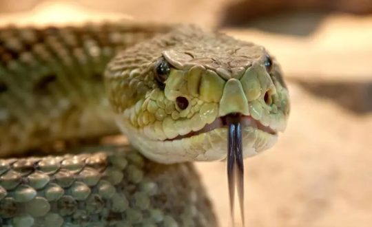 Homem que usou cobra venenosa para matar esposa e filha de 2 anos é preso 1 Imagem do WhatsApp de 2023 11 24 as 14.07.47 dc238bd0 Visor Notícias