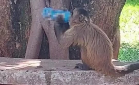 Macaco é flagrado bebendo energético e imagem viraliza nas redes sociais 1 Macaco Visor Notícias