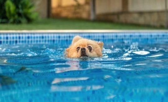 imagem mostra cao na piscina
