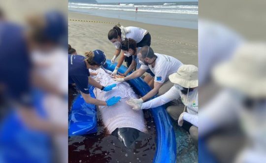 Baleia cachalote encalha em praia de SC e mobiliza força-tarefa para resgate 1 baleira encalhada 2 Visor Notícias