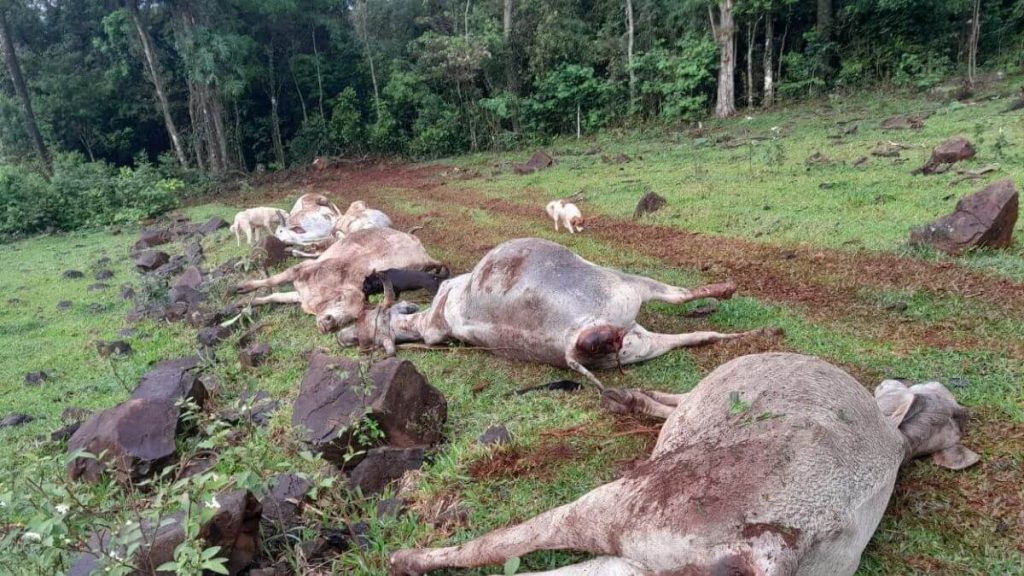 gados mortos por raios em SC Visor Notícias