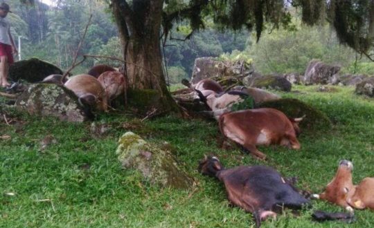 gados mortos por raios em SC 2 Visor Notícias