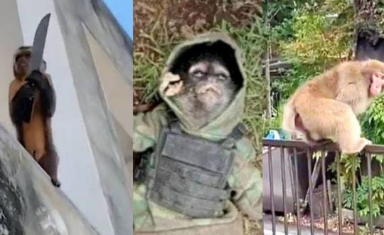 macacos reu primata crimes Visor Notícias