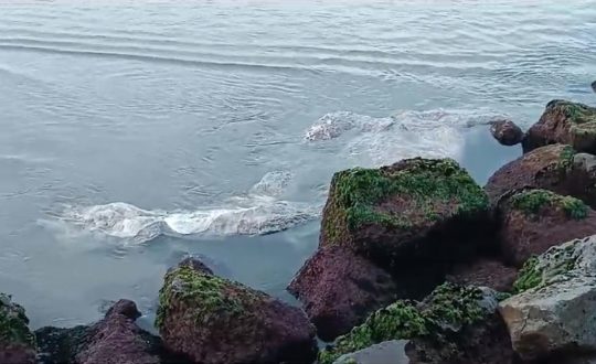 Carcaca de baleia na Praia da Armacao Visor Notícias