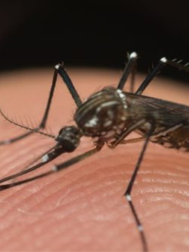 Unimed Litoral emite alerta casos de dengue