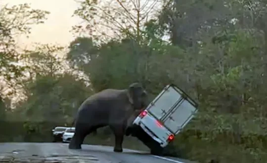 Elefante virando vaiculo reproduc o Visor Notícias