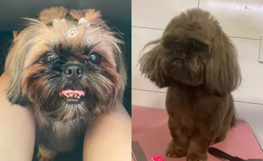 cachorro furto cor pinhalzinho 1 1 Visor Notícias