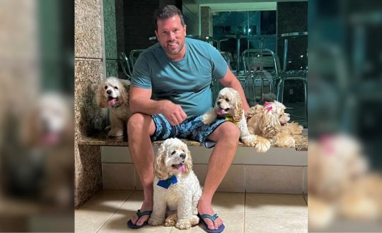Cachorros Florianopolis 1 Visor Notícias