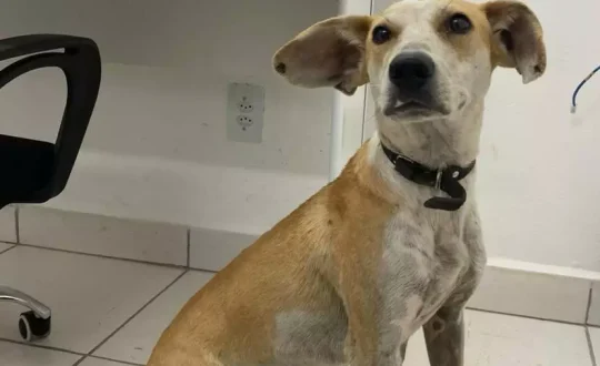 cachorro 1 Visor Notícias