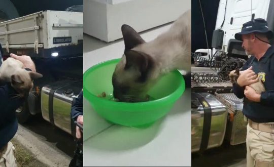 VIDEO Gatinha e encontrada em eixo de carreta em seu dia de sorte 944x531 1 Visor Notícias