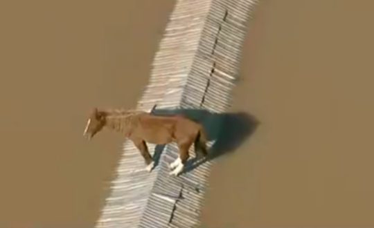 Cavalo fica ilhado em cima de telhado de casa durante chuvas no Rio Grande do Sul Visor Notícias
