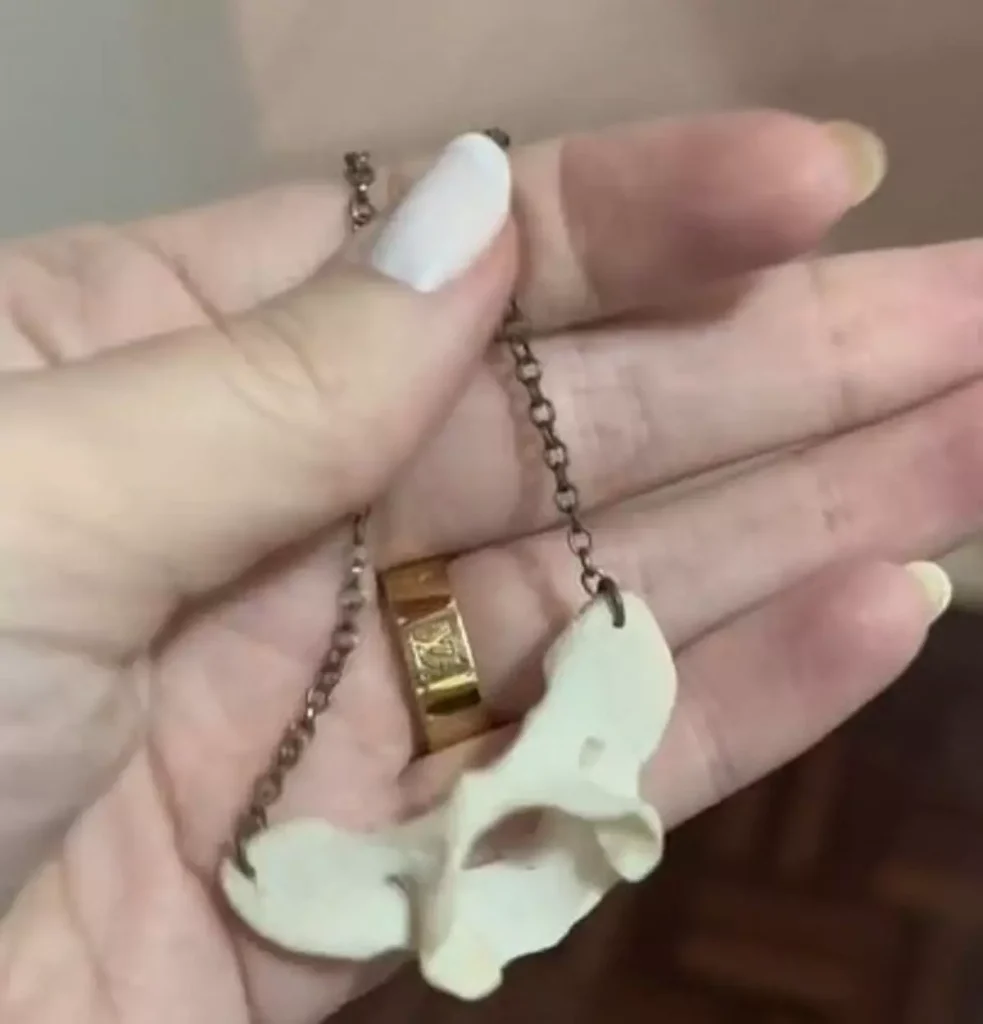 cachorro empalhado viral 2 Visor Notícias