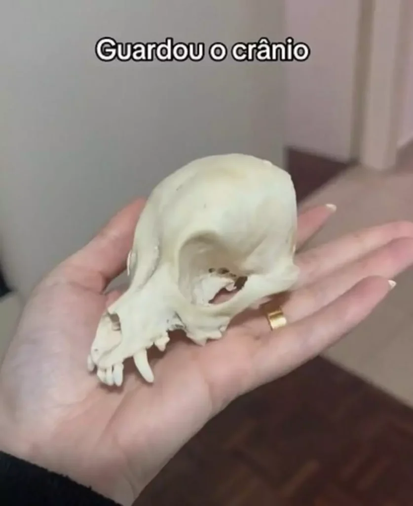 cachorro empalhado viral 4 1063x1300 1 Visor Notícias