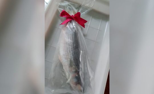 tainha Visor Notícias