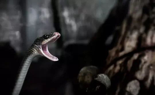 Homem mata cobra a mordidas apos ser atacado por ela.jpg Visor Notícias