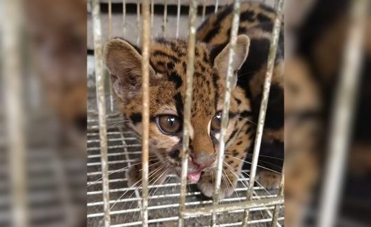 ameacado de extincao gato maracaja e resgatado em galpao no Norte de SC 1 944x531 1 Visor Notícias