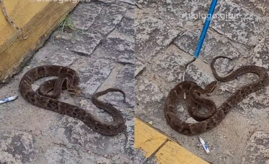 cobra venenosa jaragua do sul Visor Notícias