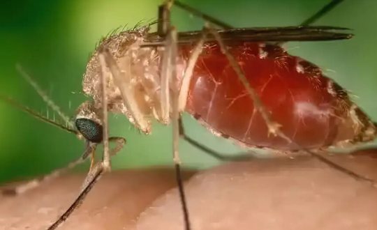 Febre Oropouche pode virar epidemia em SC 944x531 1 Visor Notícias