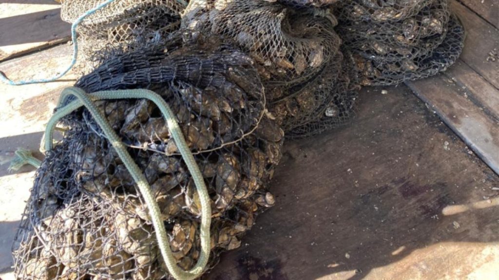 Suspensao de comercio e consumo de moluscos bivalves e mantida em SC Visor Notícias
