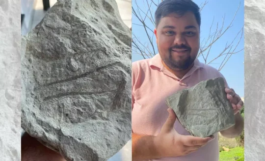 fossil encontrado sc Visor Notícias