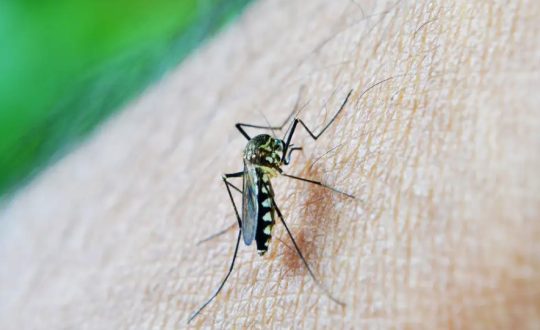 mosquit Visor Notícias
