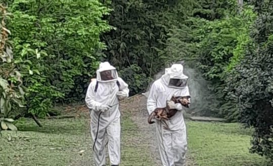 Ataque de abelhas deixa caes gravemente feridos no Sul de SC Visor Notícias