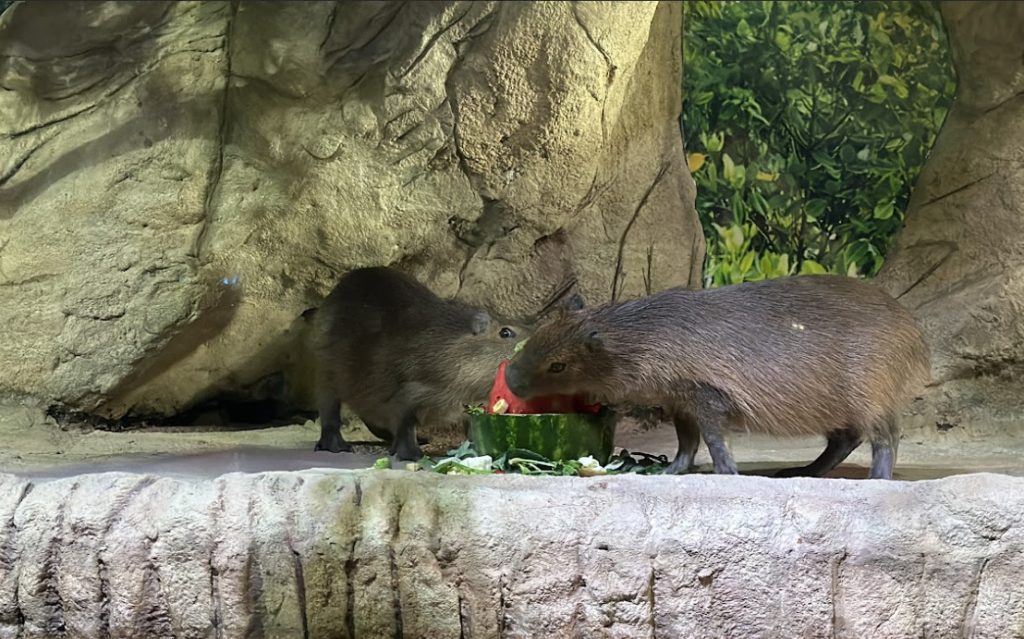 capivara 1 Visor Notícias
