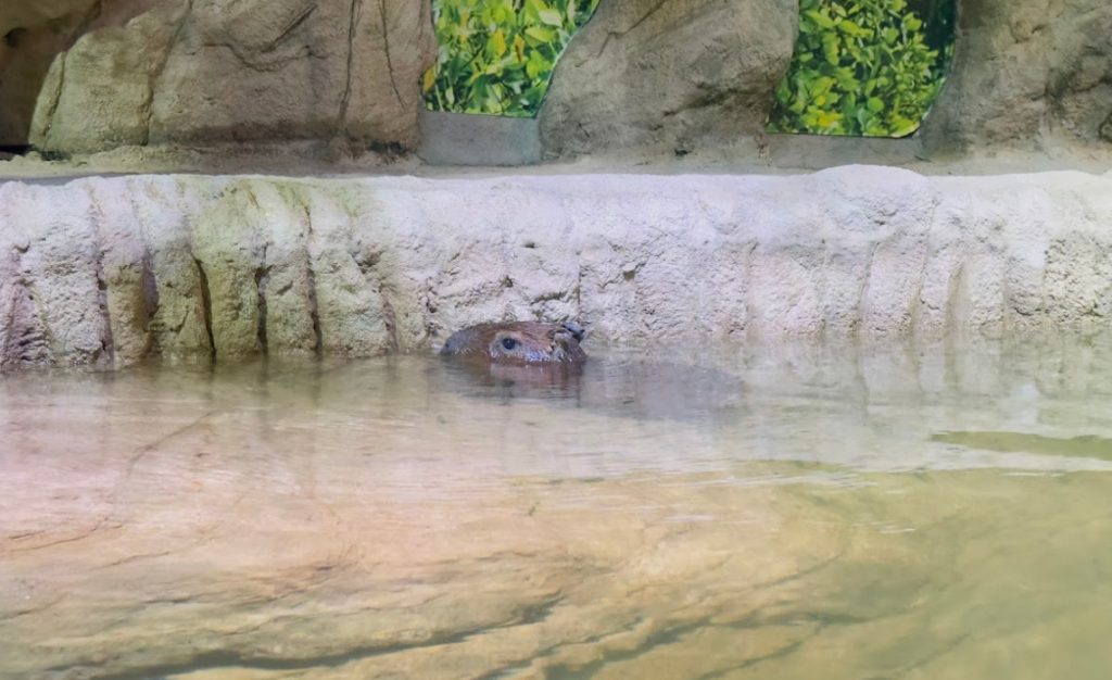 capivara 11 1 Visor Notícias