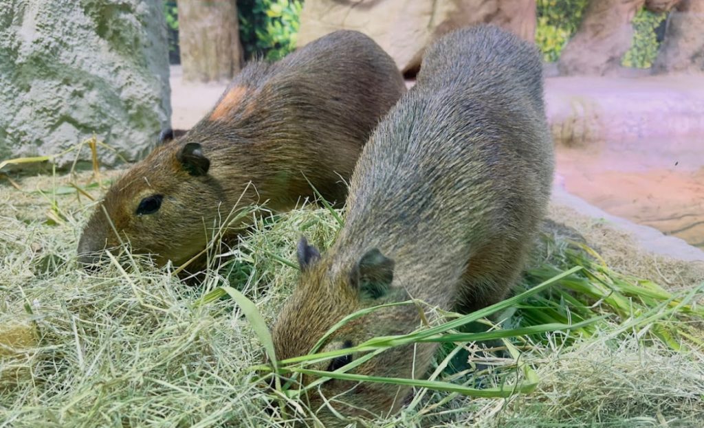 capivara 2 Visor Notícias