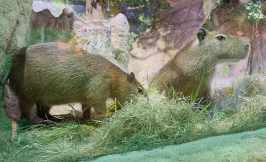 capivara 3 1 Visor Notícias