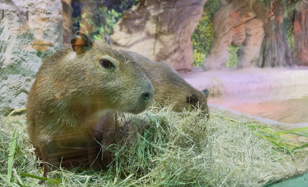 capivara 4 Visor Notícias