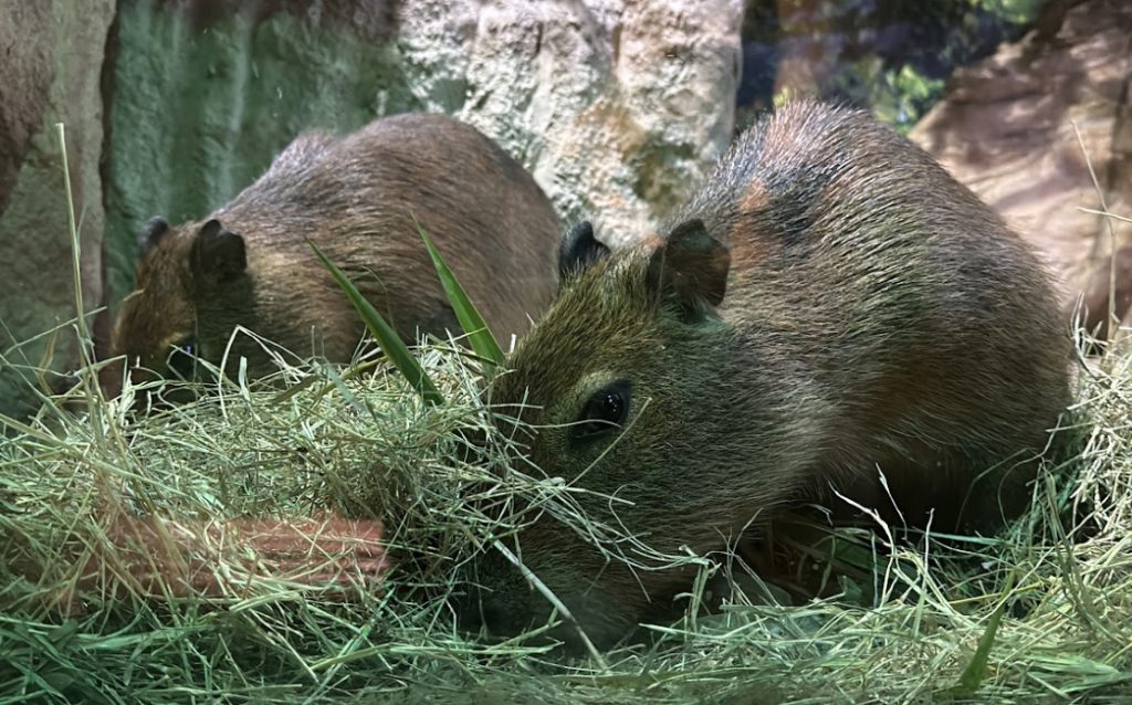 capivara 7 Visor Notícias