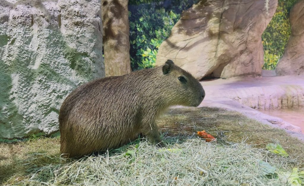 capivara 8 Visor Notícias