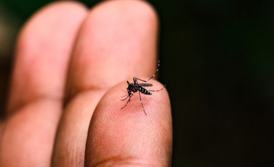 Casos de dengue devem crescer no verão em Santa Catarina 1 dengue Freepik 1 Visor Notícias