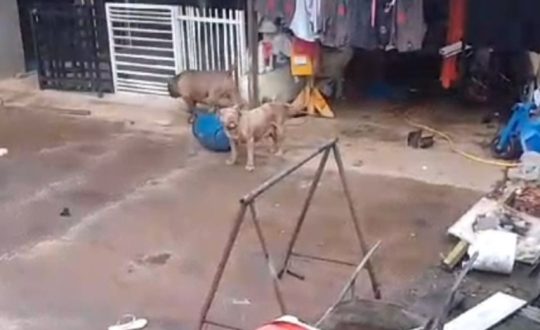 pitbull Visor Notícias