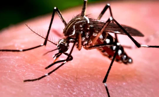 aedes Visor Notícias