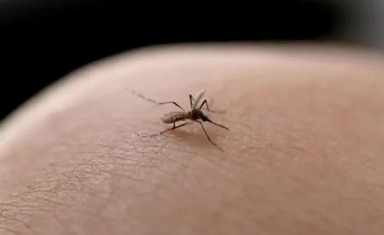 mosquito aedes aegypti e o transmissor da chikungunya foto pexelsreproducaond 800x480 1 Visor Notícias