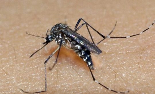 Chikungunya 944x531 1 Visor Notícias