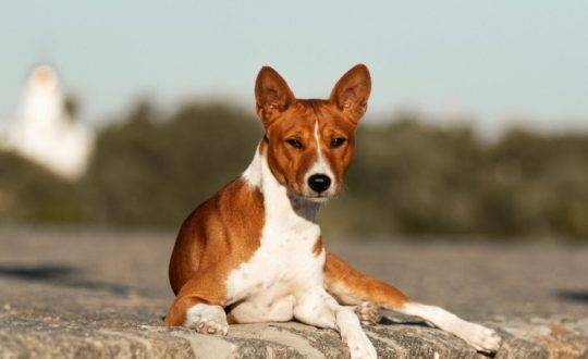 Cachorro da raça basenji deitado na calcaça