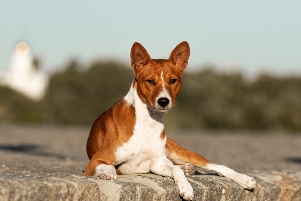 Cachorro da raça basenji deitado na calcaça