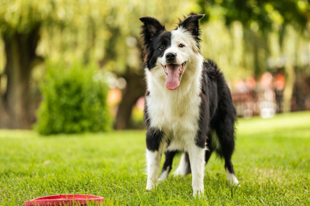 Cachorro da raça border collie preto e branco de pé no gramado com a língua para fora