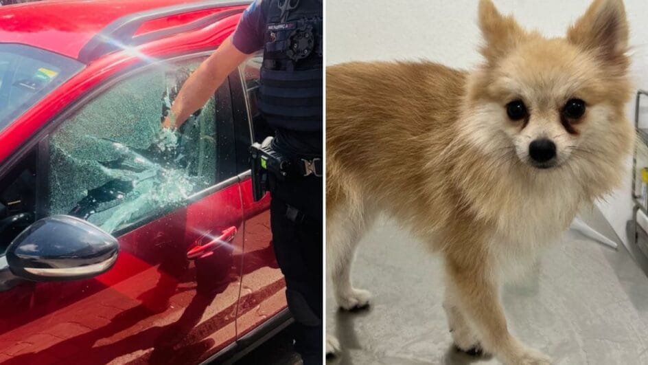 elon musk usou como exemplo o caso do cachorro de joinville