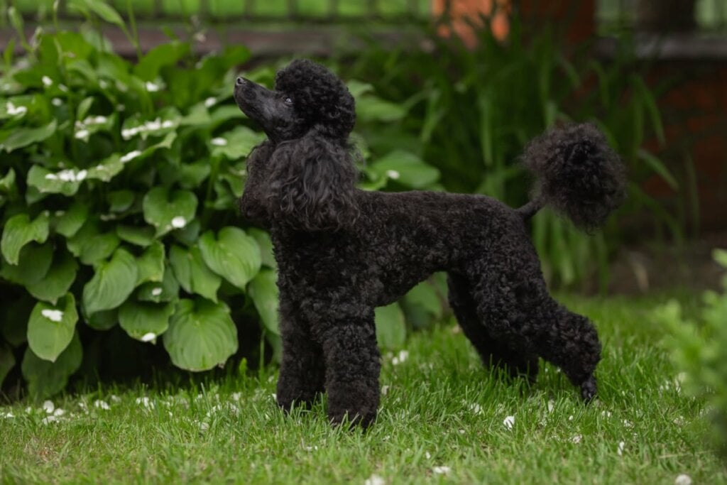 Cachorro da raça poodle, com o pelo preto, de pé na grama