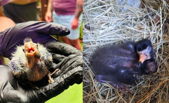 mostrar o filhote de calopsita mickey e o filhote de guará no oceanic aquarium