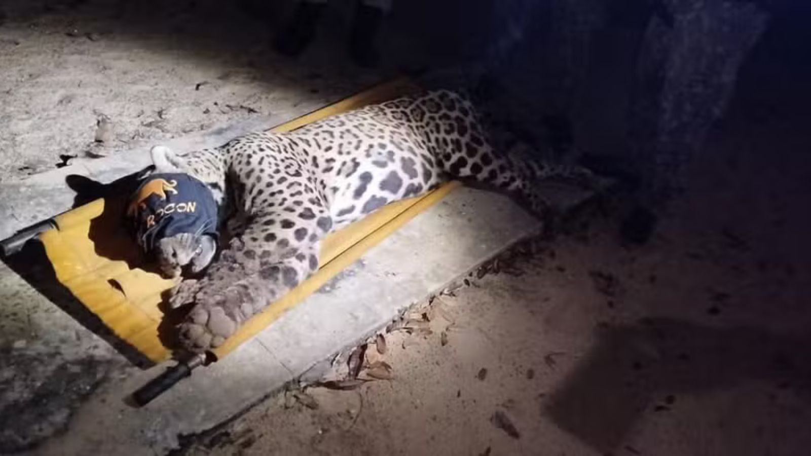 onça capturada e encaminhada para campo grande